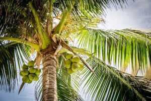 Health Benefits of Drinking Coconut Water - Knowledge Showledge – Divine Hindu Religion Spiritual Blog on Hinduism or Hindu Dharma