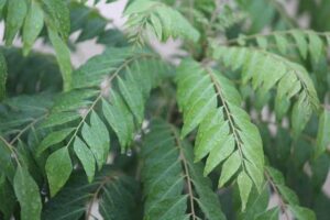 Benefits of Curry Leaves - Knowledge Showledge – Divine Hindu Religion Spiritual Blog on Hinduism or Hindu Dharma