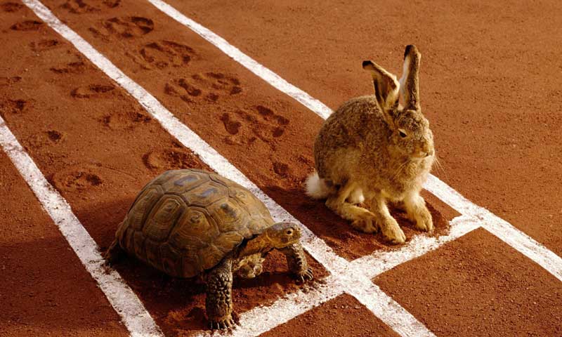 Management Lesson - Story of Turtles and Rabbits - Knowledge Showledge – Divine Hindu Religion Spiritual Blog on Hinduism or Hindu Dharma