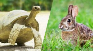 Story of Turtles and Rabbits - Knowledge Showledge – Divine Hindu Religion Spiritual Blog on Hinduism or Hindu Dharma