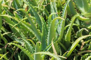 Uses & Benefits of Aloe Vera 2 - Knowledge Showledge Main Hindu Religion Devotional Blog
