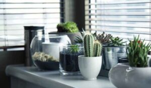 Decorate Your Home with Best Indoor Plants