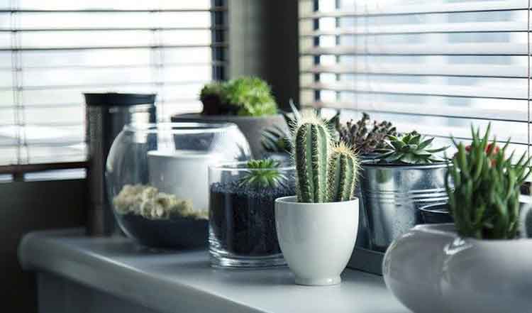 Decorate Your Home with Best Indoor Plants 