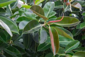 All About Rubber Plant