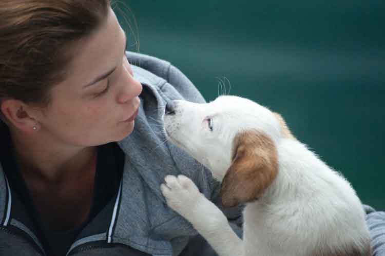 How to Look After Your Pets