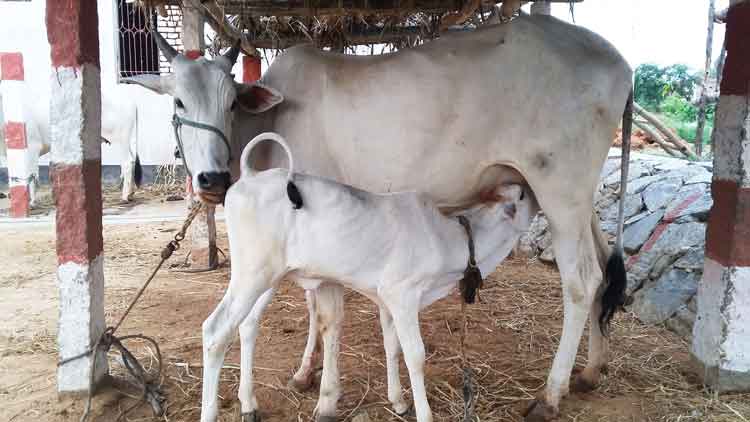 Uses and Benefits Of Cow Urine