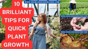 Tips for Plant Growth