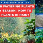 Rules For Watering Plants In Rainy Season