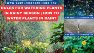 Rules For Watering Plants In Rainy Season