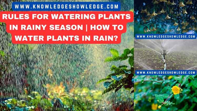 Rules For Watering Plants In Rainy Season