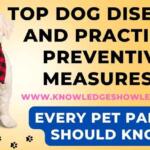 Top Dog Diseases and Practical Preventive Measures