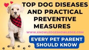 Top Dog Diseases and Practical Preventive Measures