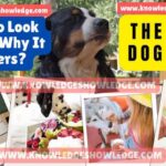 The Best Dog Food