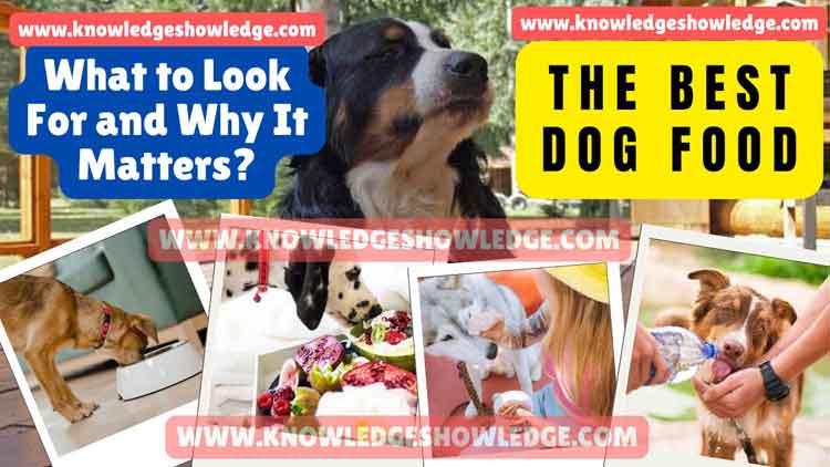 The Best Dog Food